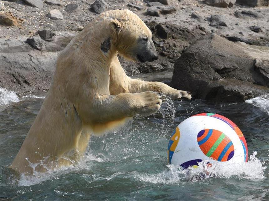 Vier Pranken und ein Ball: Spielzeug für Eisbären Hau weg den Ball. Foto: Holger Hollemann