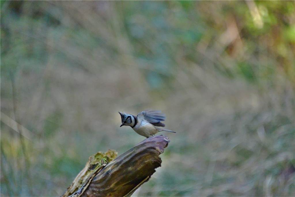 Haubenmeise in Naturschutzgebiet der Bolmke.