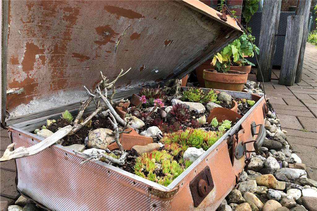 Im Garten Löderbusch küsst das Münsterland die Toskana Hauswurz und andere Steingewächse im Fernweh-Koffer