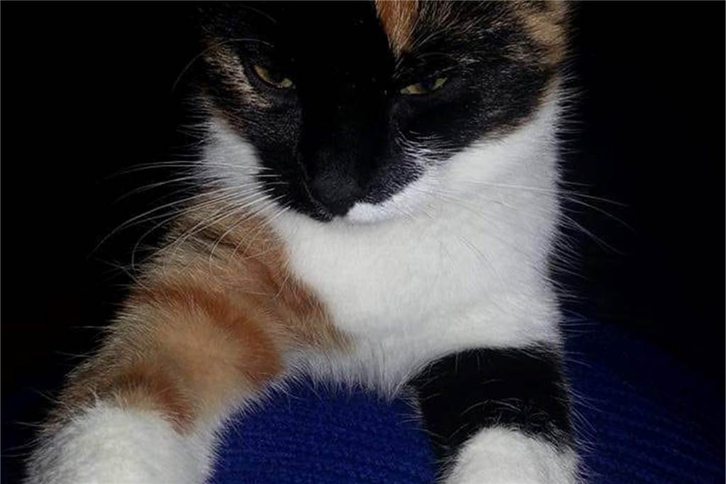 Zu sehen ist eine weiß, braun, schwarze Katze.