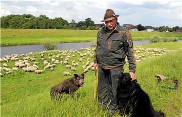 Heinz Hüppe musste zuletzt wegen der Verunreinigungen mit Hundekot auf seine Weidegänge mit Schafen auf dem Lippedeich verzichten.