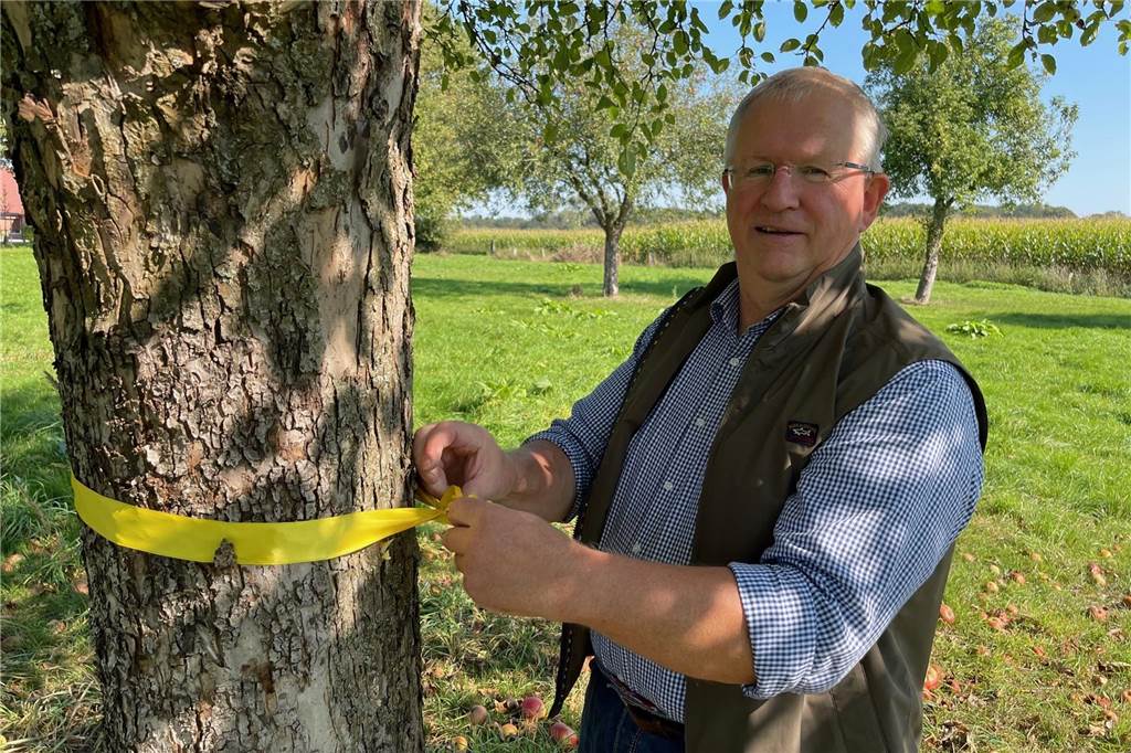 Rätselhafte gelbe Bänder an Obstbäumen: Das ist die Bedeutung Heiz-Georg Mors hat markiert den ersten Apfelbaum Mit einem gelben Band. An dieser Stelle in Selm-Westerfilde darf geerntet werden.