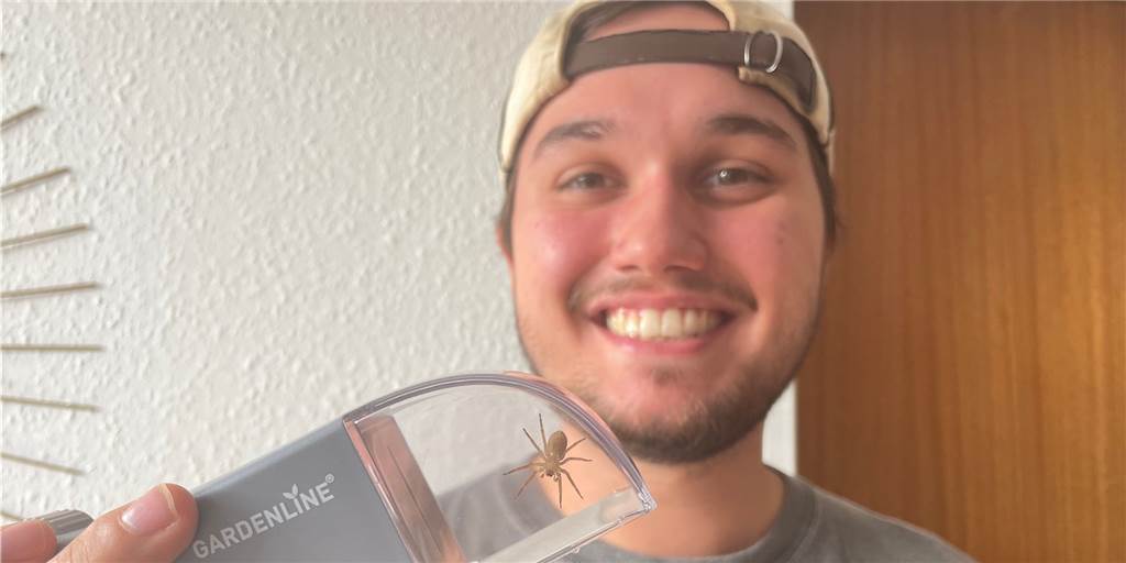 Giftige Nosferatu-Spinne krabbelt Student im Kreuzviertel über den Laptop - während er tippt Hendrik Vollmers mit der eingefangenen Nosferatu-Spinne