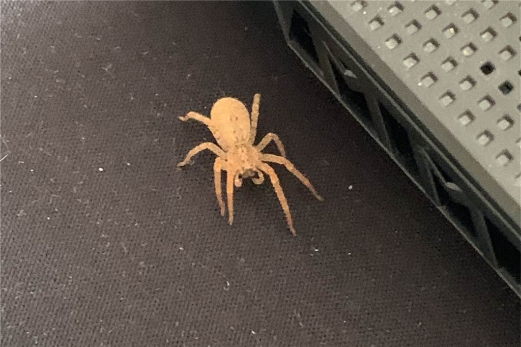 Giftige Nosferatu-Spinne krabbelt Student im Kreuzviertel über den Laptop - während er tippt Henrik Vollmers hat gleich ein Foto von der braunen Spinne gemacht.
