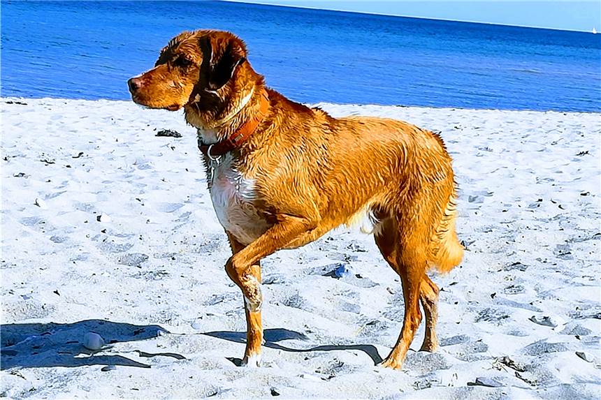 Henry ist ein „Goldschatz“ für Familie Vestring Henry hat sich bei Familie Vestring gut eingelebt und fährt auch gerne mit in den Urlaub.