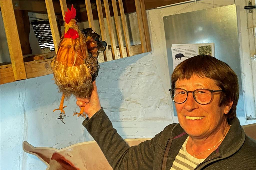 Tierische Ausstellung im Heimathaus: Als Hunde Sahne zu Butter schlugen Her mit dem Hahn. Gerda Peters platziert das gute Stück in den hölzernen Hühnerstall.