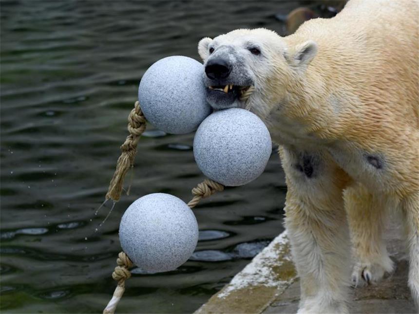 Vier Pranken und ein Ball: Spielzeug für Eisbären Her mit dem Spielzeug: Auch Eisbären freuen sich über eine Ablenkung. Foto: Carsten Rehder