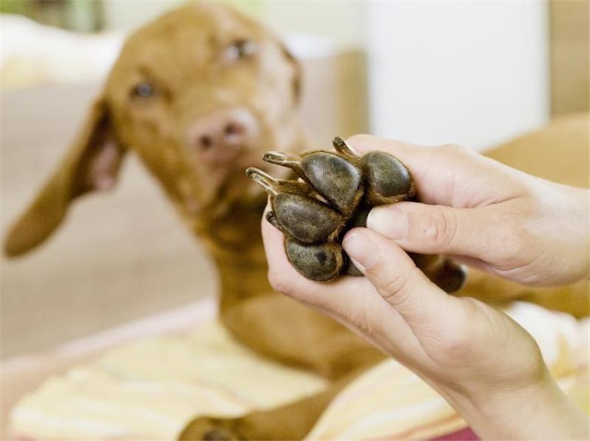 Damit das Qi wieder fließt: Akupressur für Hunde Her mit der Pfote: Werden bei der Akupressur die richtigen Punkte gedrückt, kann das beispielsweise Schmerzen lindern. (Bild: Wüstenhagen/dpa/tmn)