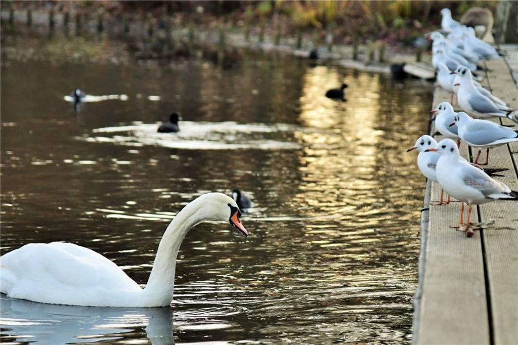 Herbstliches Zwiegespräch im Frendenbaumpark