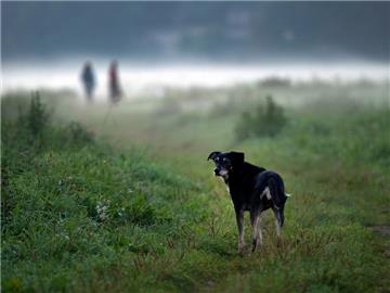 Herbstspaziergänge mit dem Hund sind schön. Besitzer sollten ihrem Vierbeiner allerdings ein blinkendes Halsband umbinden. So ist er leichter zu erkennen. (Bild: Arno Burgi/ZB-Funkregio Ost)