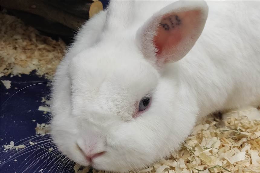 Hermelin-Kaninchen Flauschi wartet auf neue Besitzer.