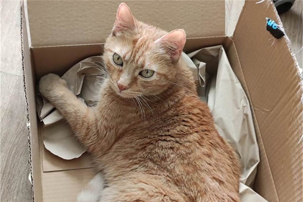 Eine Katze liegt in einem Karton.