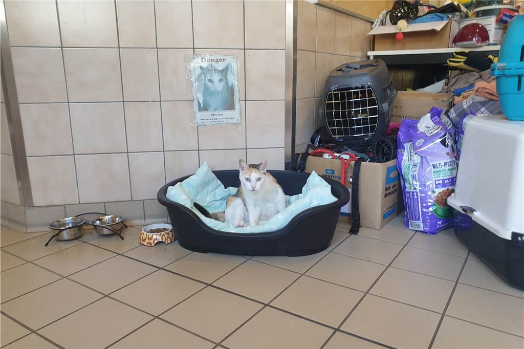 Steigende Tierarztkosten ab Herbst - Landen dann mehr Haustiere im Tierheim? Hexe wird nicht vermittelt - sie ist die eigene Hauskatze des Tierschutzzentrums.