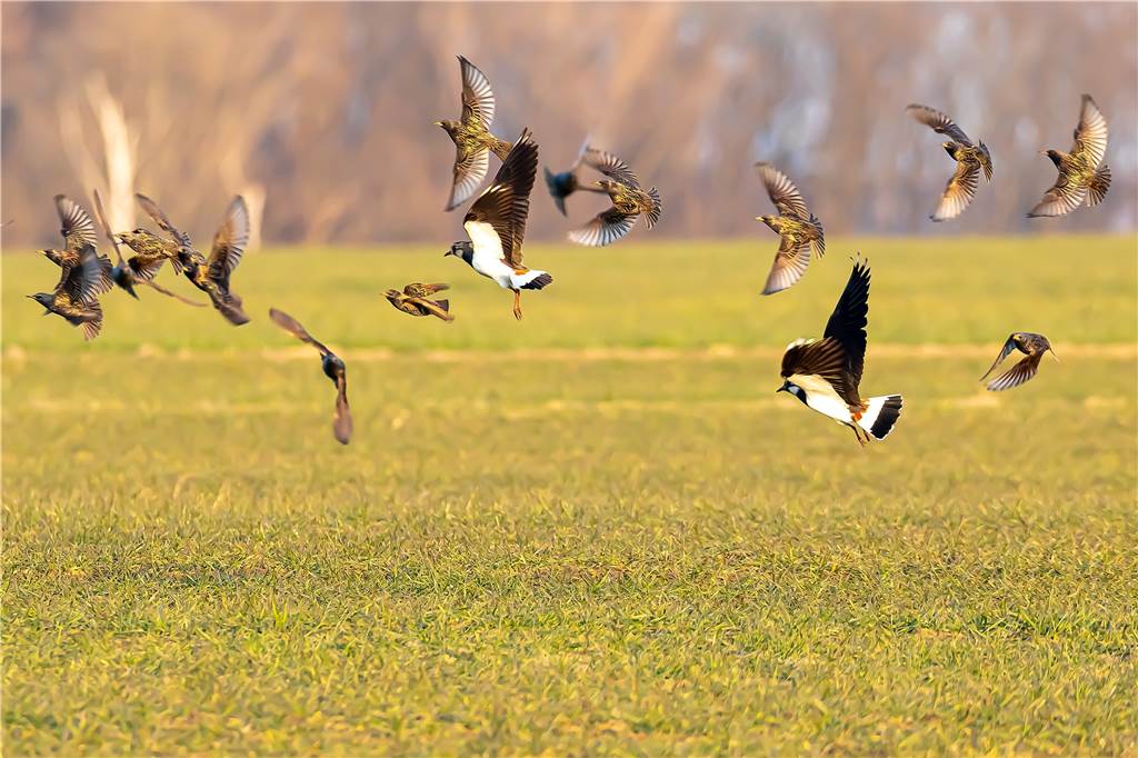 Hier fliegen die Kiebitze in Selm zusammen mit Staren am Borker Landweg in Selm. Auch der Klimawandel und die trockenen Sommer sind Faktoren, die zum starken Rückgang der Bestände führen.