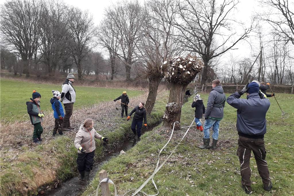 Deutsche Waldjugend Kirchhellen pflegte wieder Kopfweiden Hier im Vergleich zu sehen: ein geschnittenes Exemplar und eine wild gewachsene Kopfweide.