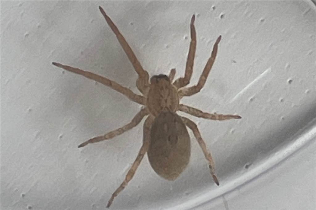 Giftige Nosferatu-Spinne krabbelt Student im Kreuzviertel über den Laptop - während er tippt Hier ist die Nosferatu-Zeichnung auf dem Spinnenrücken gut zu erkennen.