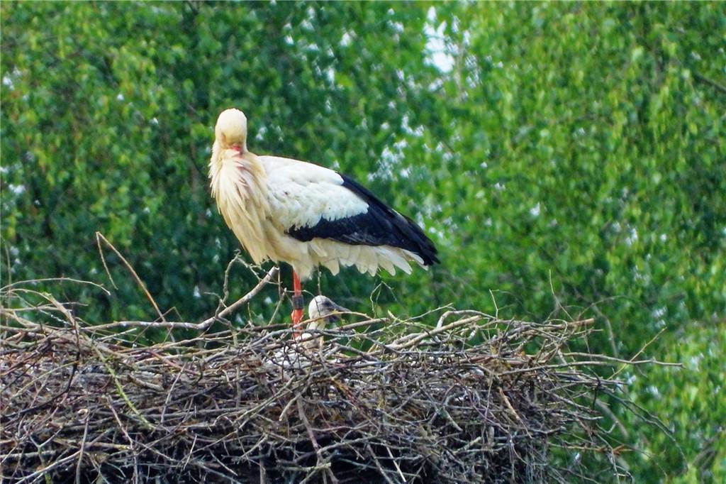 Störche in Olfen: Nachwuchs für den Klapperstorch ist da Hier reckt nur ein Küken sein Köpfchen hoch. Seine beiden Geschwister sind noch nicht zu sehen im Horst in der Steveraue.