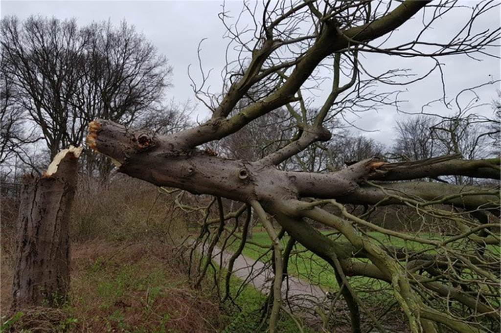 Sturmböen reißen Baum um: Fußweg am Cappenberger See versperrt Die Bruchstelle des umgekippten Baumes am Cappenberger See in Lünen aus nächster Nähe.