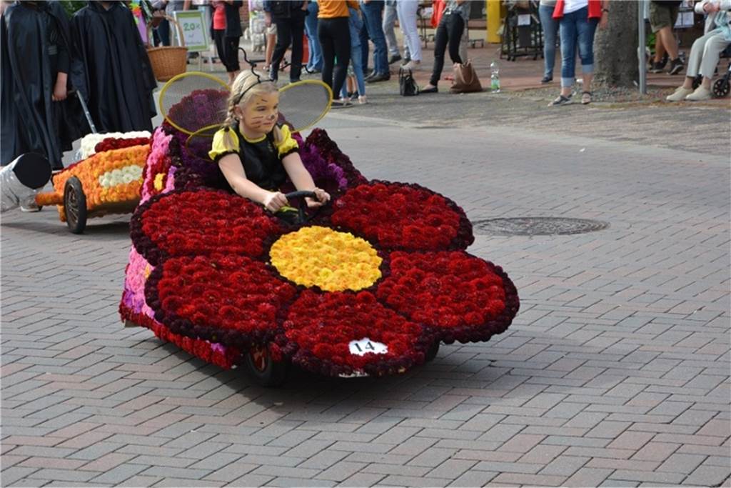 Nach Aus für den Blumenkorso: Ersatzveranstaltung soll stattfinden Hier sitzt eine flotte Biene am Steuer einer Dahlie.