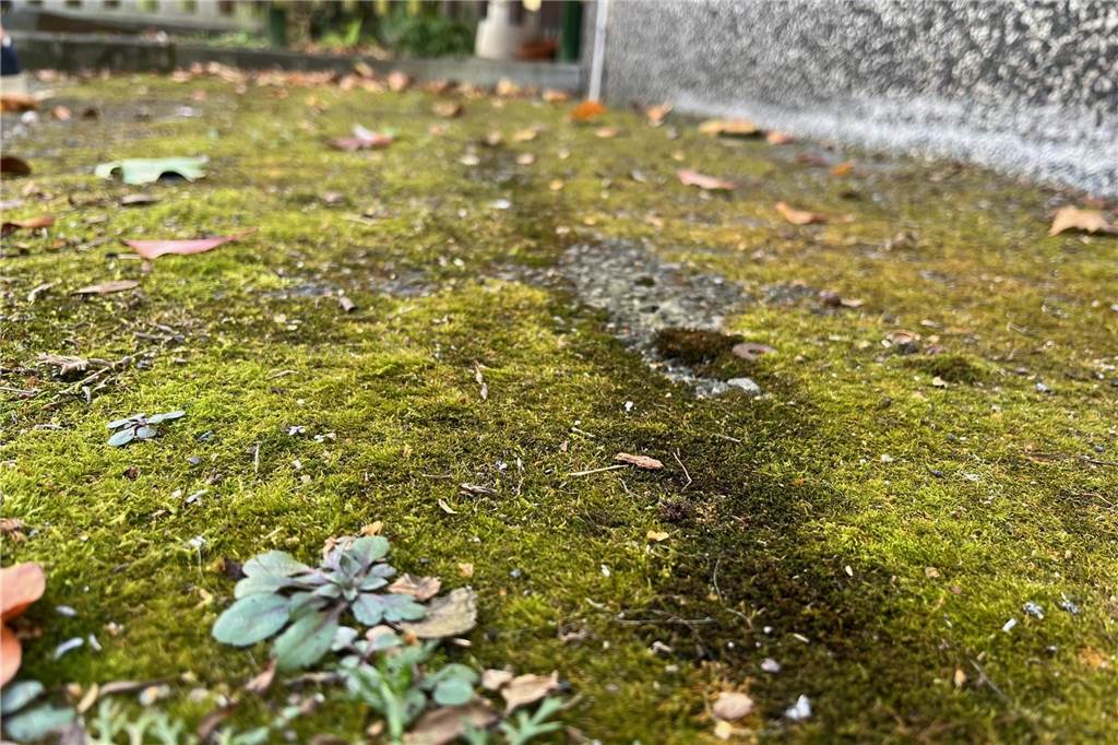 „Das tägliche Leben ist nicht mehr“: Dreiste Diebe stehlen Ulrike (63) das Spezial-Fahrrad Hier stand das Spezial-Fahrrad. Die Spuren sind auch nach Wochen noch im Moos zu sehen.