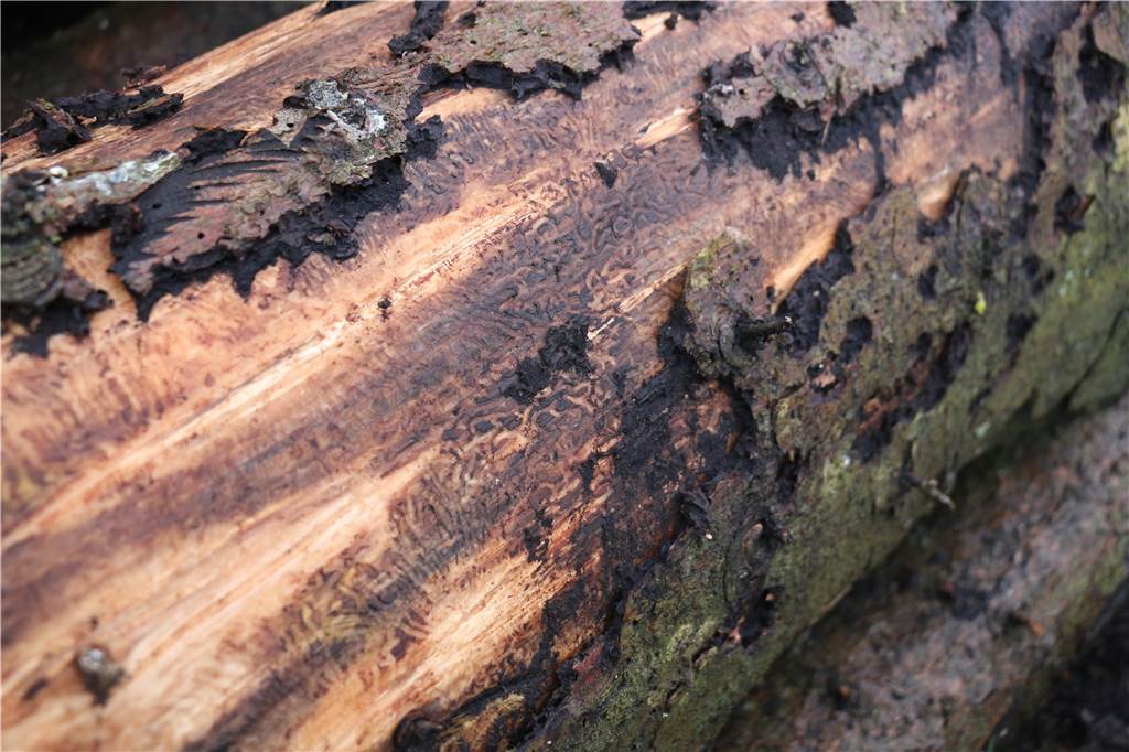 Sturm Friederike vor einem Jahr: Geschwächter Wald muss sich für schwere Zeiten wappnen Hier war der Borkenkäfer am Werk: Die wellenförmigen Spuren am Holz der Rinde sind gut zu erkennen.