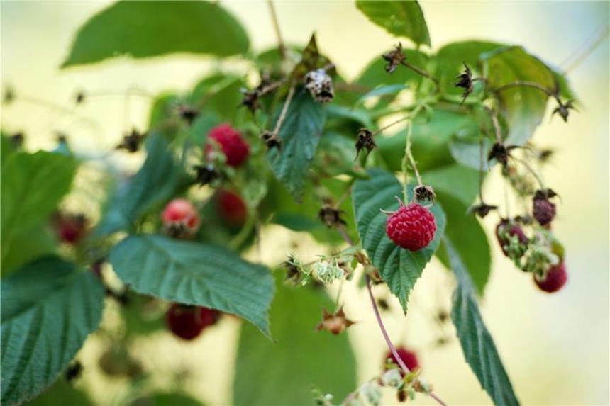 Beeren zu Konfitüre und Gelee verarbeiten Himbeeren kann man ganz einfach zu Konfitüre oder Gelee verarbeiten. Foto: Arno Burgi
