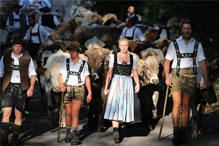 Der Bergsommer ist zu Ende: 55.000 Tiere kommen ins Tal Hirten treiben im Vilstal ihre Herden ins Tal. Foto: Karl-Josef Hildenbrand