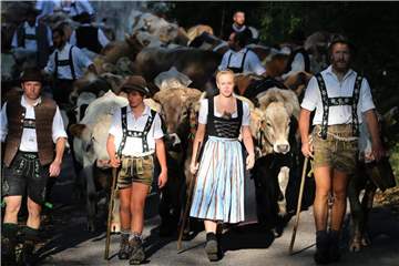 Hirten treiben im Vilstal ihre Herden ins Tal. Foto: Karl-Josef Hildenbrand