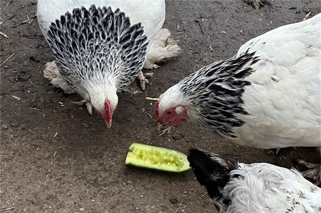 Toffee ist zurück: Schul-Huhn auf unfreiwilliger „Sauftour“ im Westpark Hühner essen ein Stück Gurke