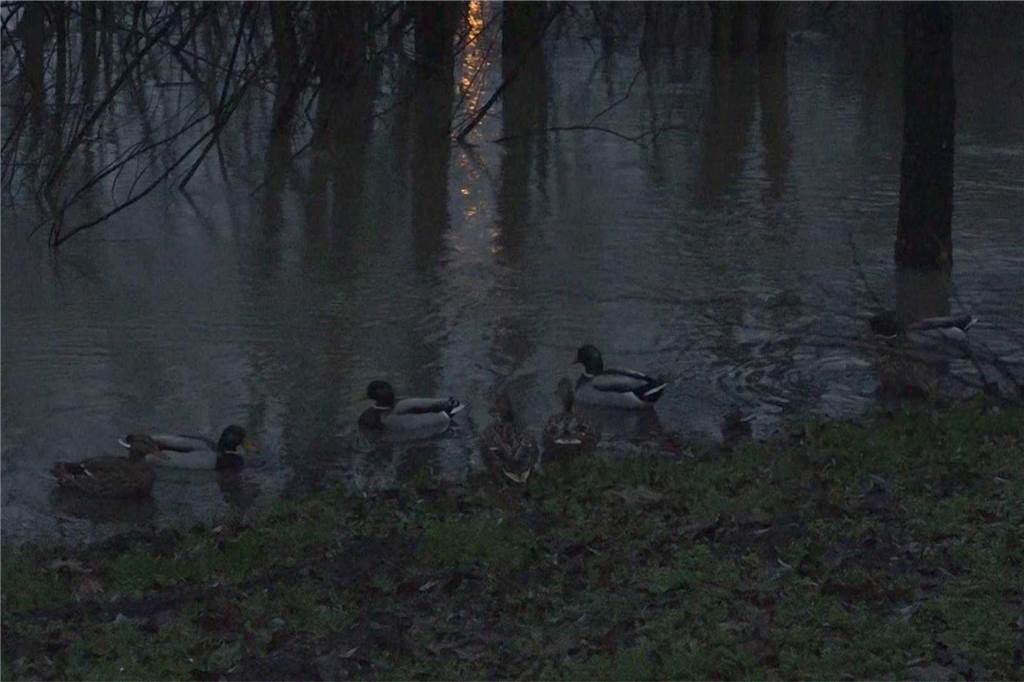 Hochwasser an der Lippe in der Lüner Innenstadt