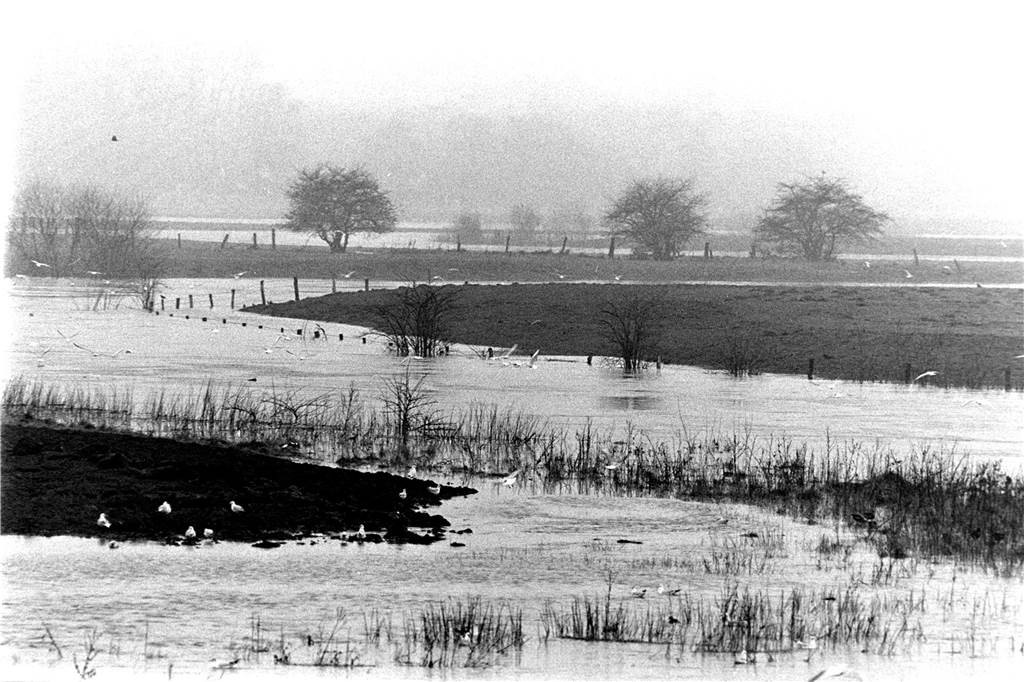 Hochwasser in den Lippeauen