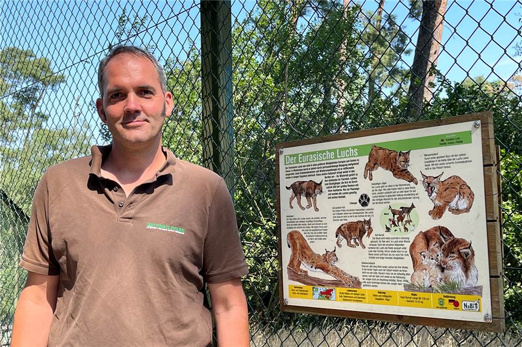 Viele Bilder und Video: So süß sind die Baby-Luchse im Halterner Naturwildpark Holger Beckmann ist der Inhaber des Naturwildparkes. Er freut sich, dass die Luchs nach zwei Jahren Pause wieder Nachwuchs haben.