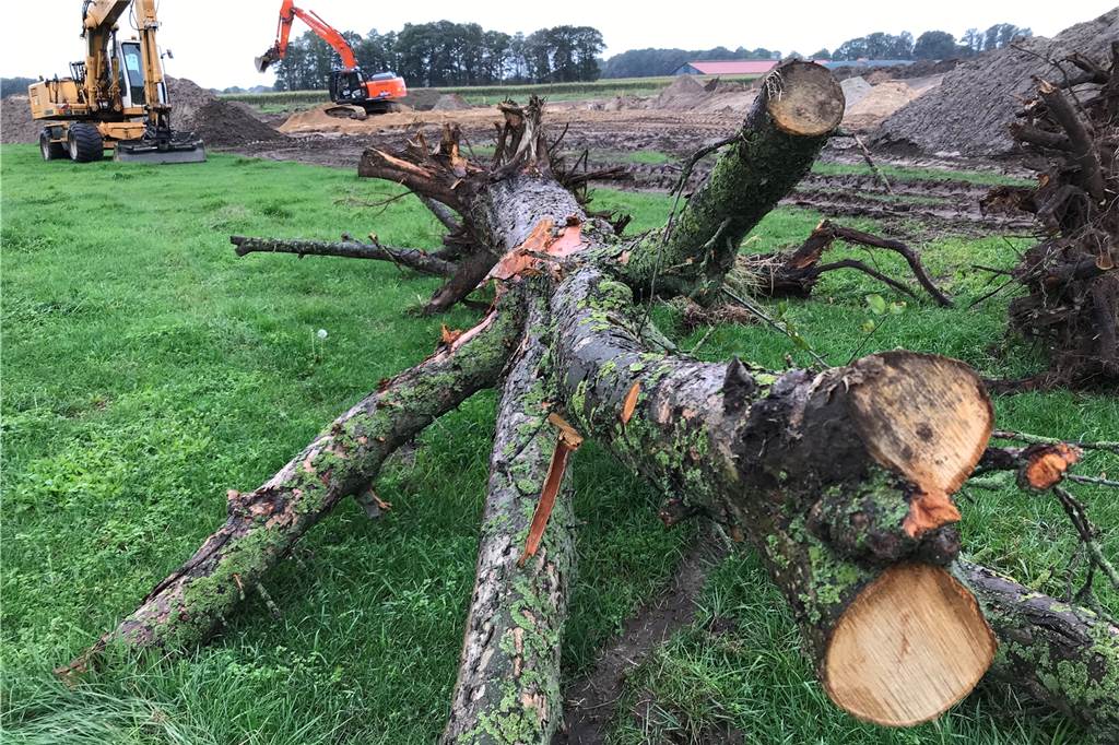 Warum der Emrichbach sich langsam zurück zur Natur schlängelt Holz dient als Strukturelement.