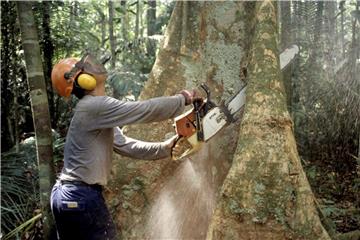 Holzfäller arbeitet im Regenwald des Amazonas an einem Urwaldriesen. Foto: Werner Rudhart/Symbol