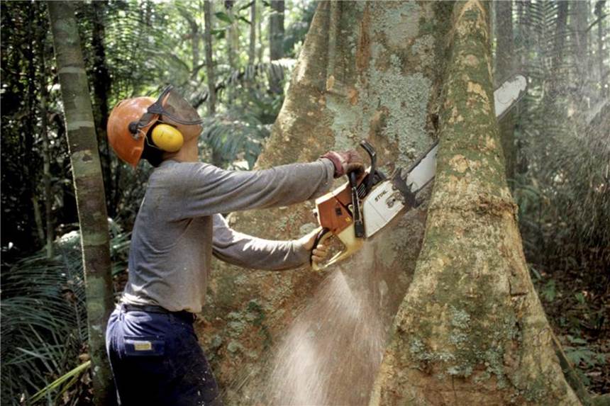 Steueroasen begünstigen Ausbeutung der Natur Holzfäller im brasilianischen Regenwald. Foto: Werner Rudhart/Archiv