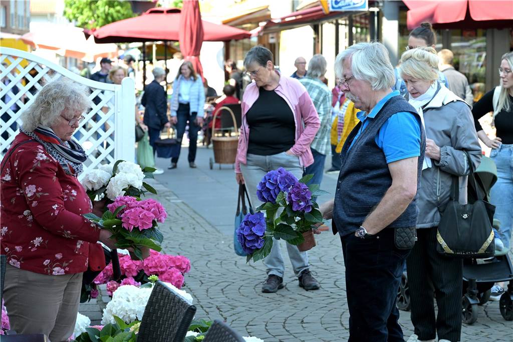Hortensien gelten als äußerst beliebte Kübelpflanzen. Das zeigte sich auch in Werne. 
