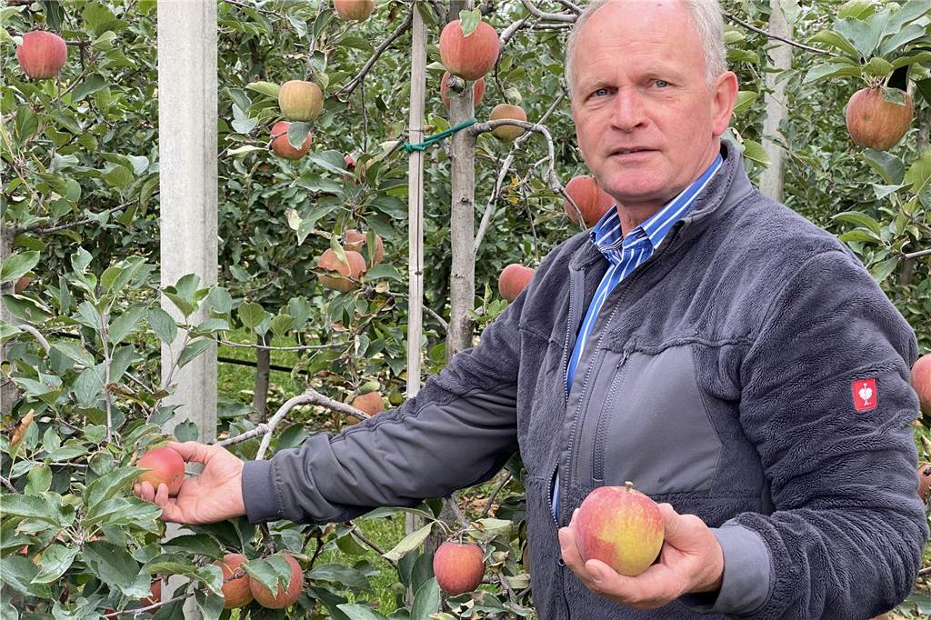 Borker Landwirt Bleckmann schützt Apfel-Knospen mittels einer Eisschicht Hubertus Bleckmann bei der Apfelernte im vergangenen Jahr.