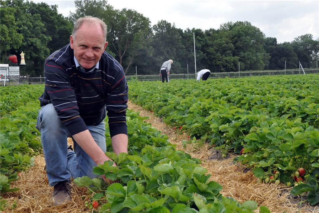 Borker Landwirt Bleckmann: Wetter ist derzeit gut für Spargel und Erdbeeren Hubertus Bleckmann hat auch die Erdbeerpflanzen schon vorbereitet.