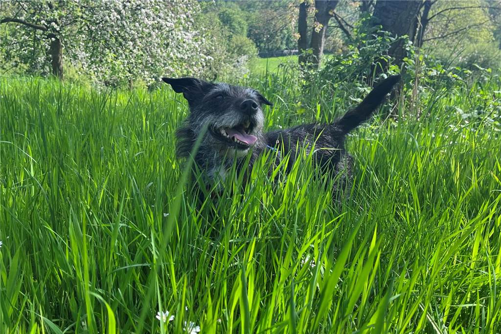 Zecken bei Hund und Katze: Tierärztin verrät die besten Tricks gegen Parasiten Hündin Bonnie genießt den Sommer bei ausgedehnten Spaziergängen in Wald und Wiesen – daher ist das tägliche Absuchen auf Zecken ein Muss.