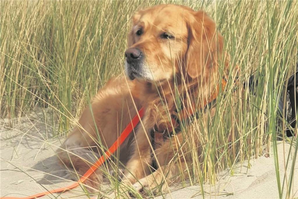 Giftköder-Verdacht: Familie Meyer trauert um Hündin Leia – qualvoller Tod nach Spaziergang Hündin Leia genießt den Urlaub an der See.