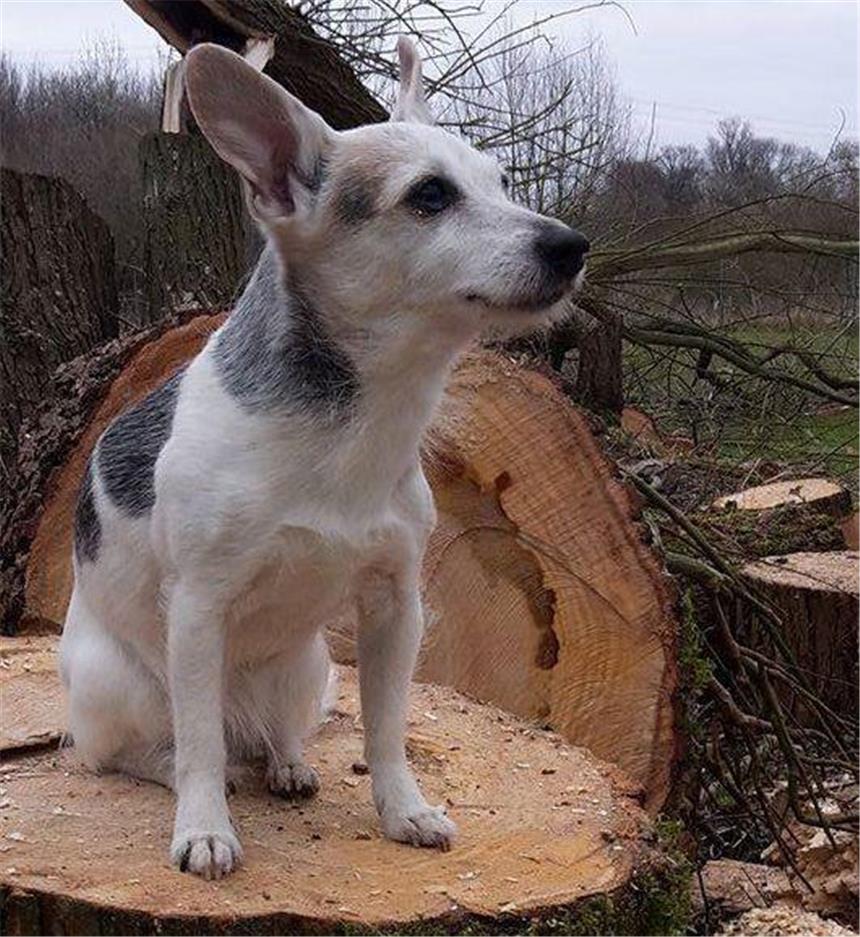 "Nala" dringend gesucht Hündin "Nala" wird vermisst.