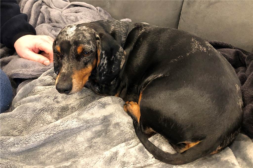 Staffordshire beißt sich in Dackel fest - Hundehalter erlebt Horrorszenario Hündin Paula ist schwer verletzt. Ein Stafford hat ihr mehrere Bisswunden zugeführt, die genäht werden mussten. Trotzdem besteht Anlass zu vorsichtigem Optimismus, dass Paula den Angriff übersteht