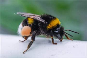 Hummel im brandenburgischen Manschnow. Foto: Patrick Pleul
