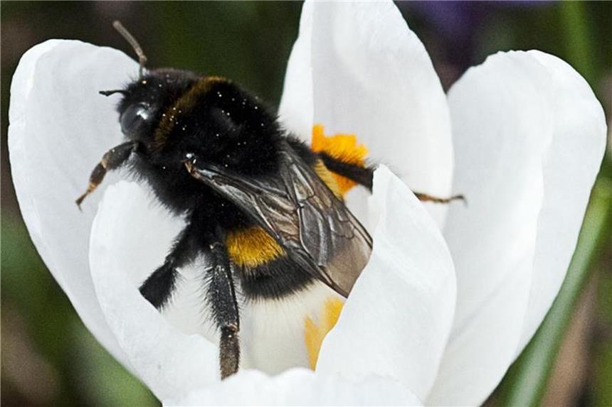 Krokus und Märzenbecher für Hummeln pflanzen Hummeln benötigen früh im Jahr Nährstoffe - Krokusse bieten sie an. Foto: Franziska Gabbert