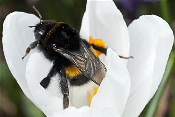 Hummeln benötigen früh im Jahr Nährstoffe - Krokusse bieten sie an. Foto: Franziska Gabbert