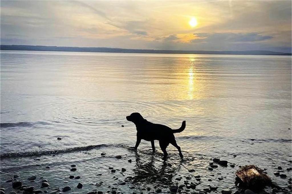 Hund Atilla scheint das Meer und Sonnenuntergänge zu mögen. 