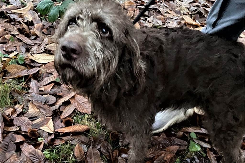 Hund Charly verfängt sich in Hecke: Feuerwehr-Einsatz Hund Charly war am Ende vermutlich ebenso froh wie seine Besitzer, dass ihn die Feuerwehr aus der Hecke befreien konnte.