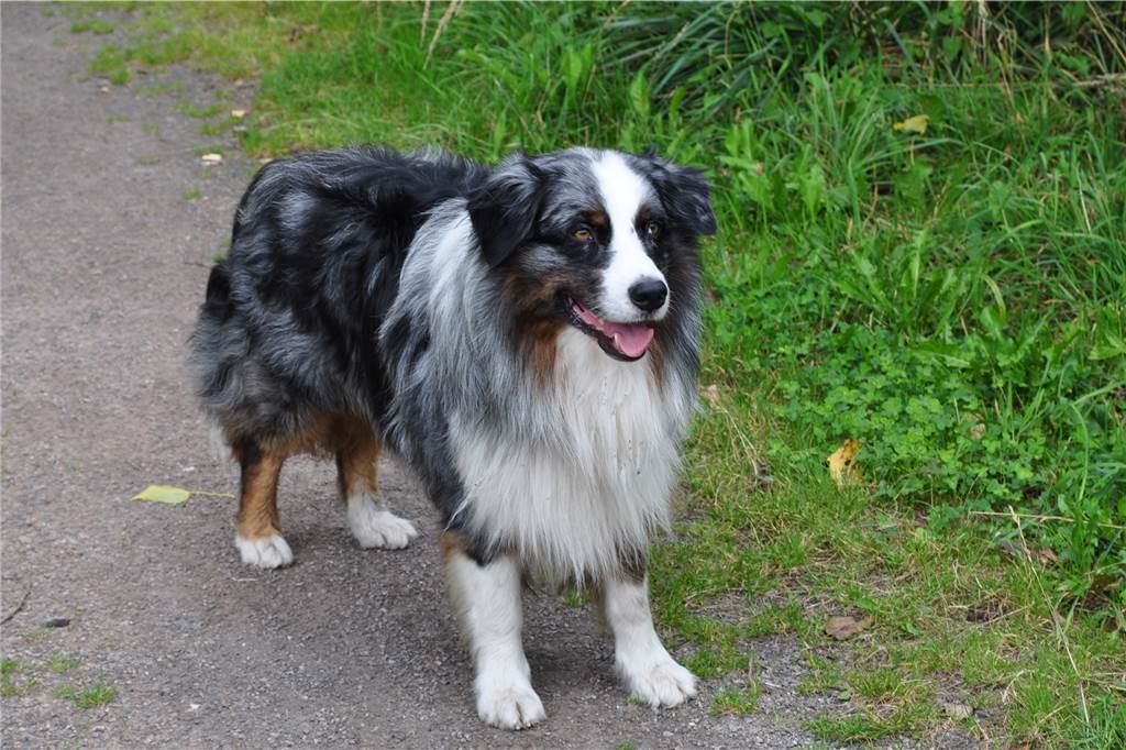 Wander-Experte rät: Wege vor der eigenen Haustür sind reizvoll Hund Cooper ist bei den Wanderungen von Diethelm Textoris meistens dabei.