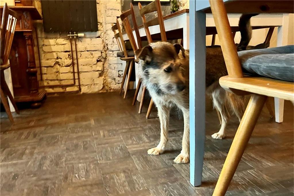 Jessica und Florian betreiben das Labsal mit Leidenschaft: „Zitat“ Hund Dante ist der dritte Chef im Labsal