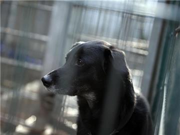 Hund Jeff im Zwinger eines Tierheims. Jedem zweiten Tierheim droht die Pleite. Foto: Oliver Berg